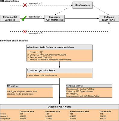 Investigating the causal relationship between gut microbiota and gastroenteropancreatic neuroendocrine neoplasms: a bidirectional Mendelian randomization study